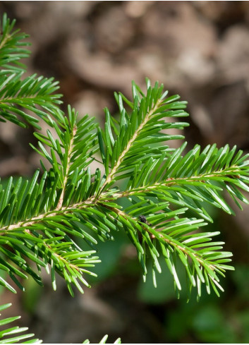 ABIES nordmanniana