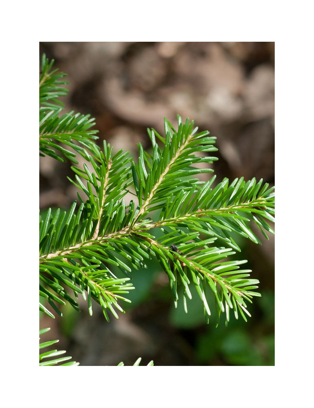 ABIES nordmanniana