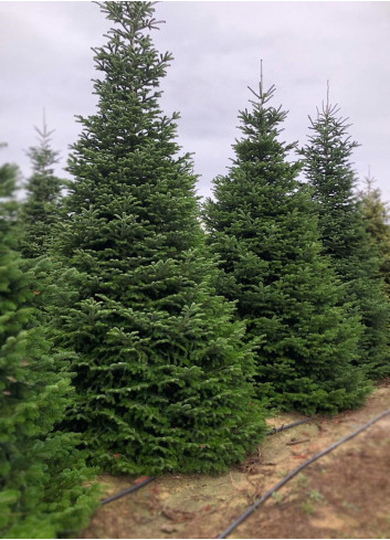 ABIES nordmanniana