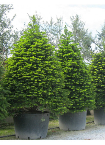 ABIES nordmanniana