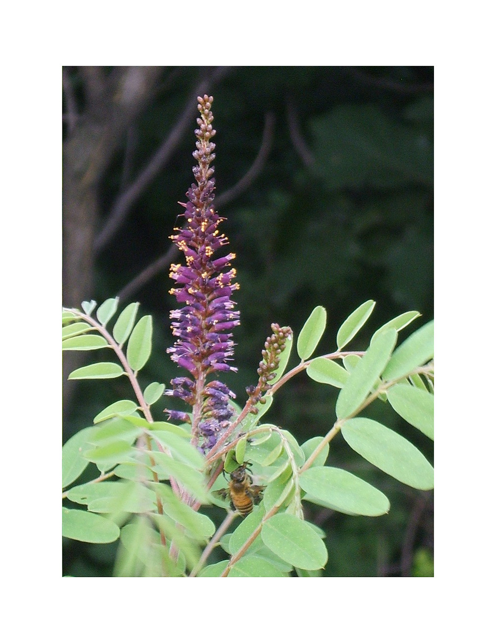 AMORPHA fruticosa