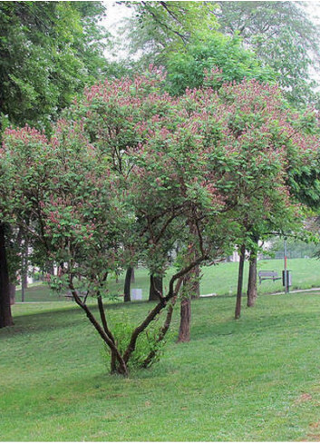 AMORPHA fruticosa