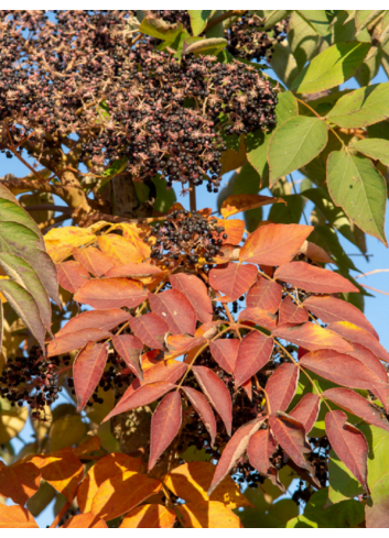 ARALIA elata