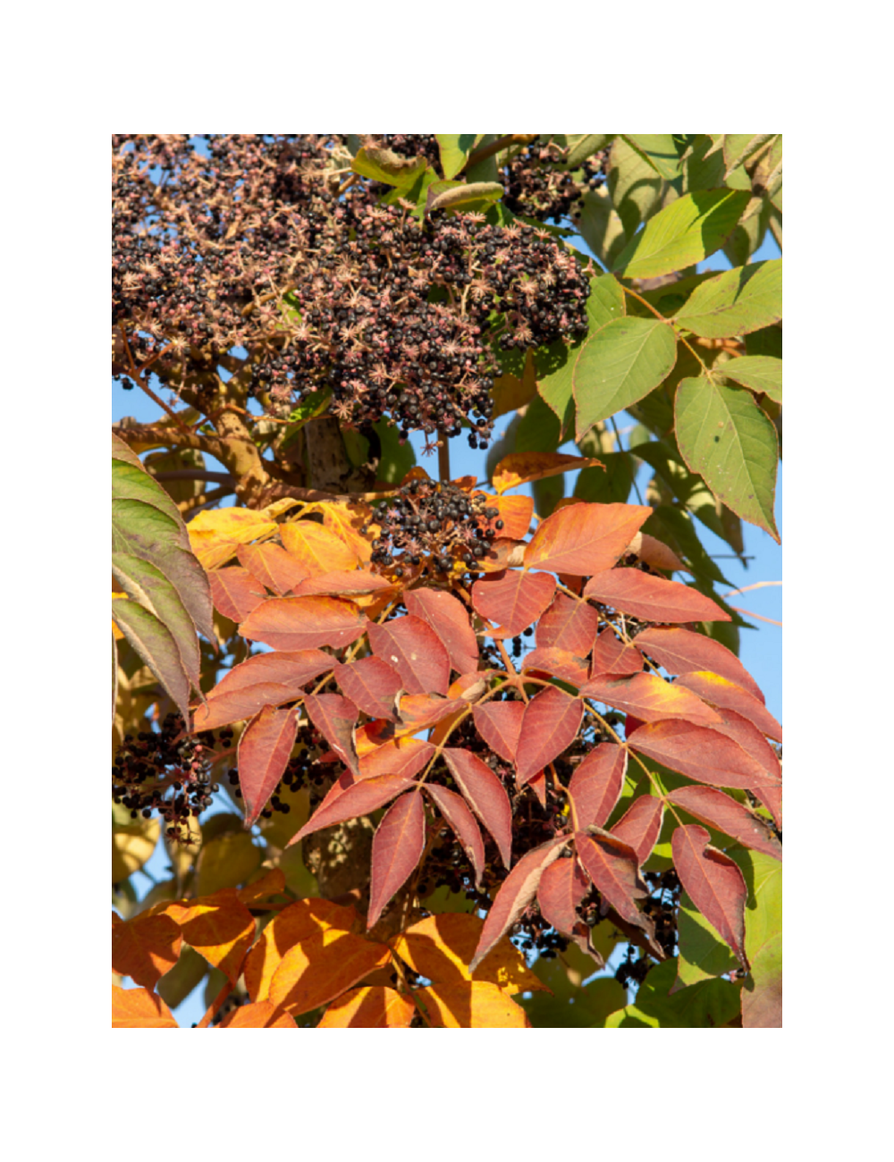 ARALIA elata