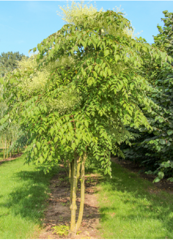 ARALIA elata