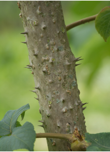 ARALIA elata