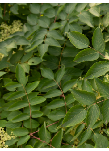 ARALIA elata