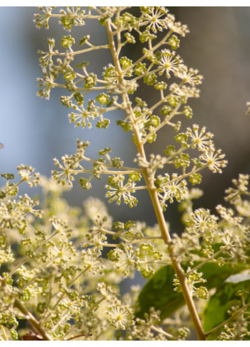 ARALIA elata