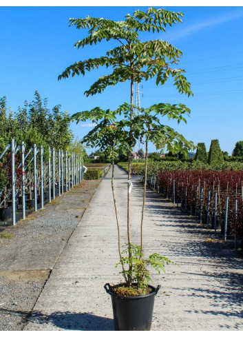 ARALIA elata En pot de 25-30 litres