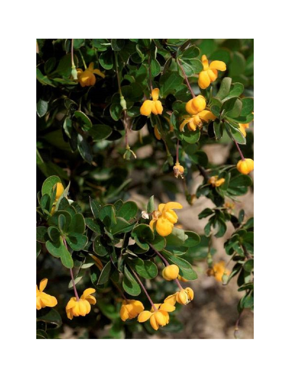 BERBERIS buxifolia NANA