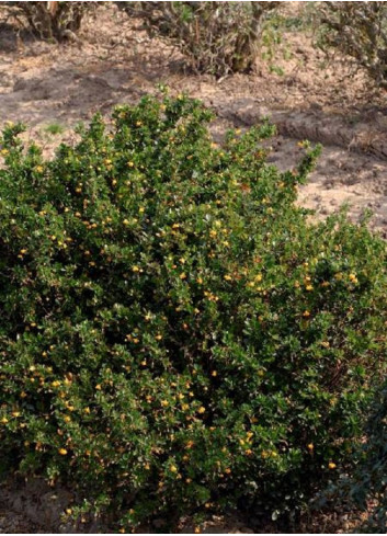 BERBERIS buxifolia NANA