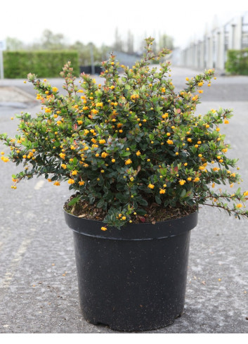 BERBERIS buxifolia NANA En pot de 10-12 litres