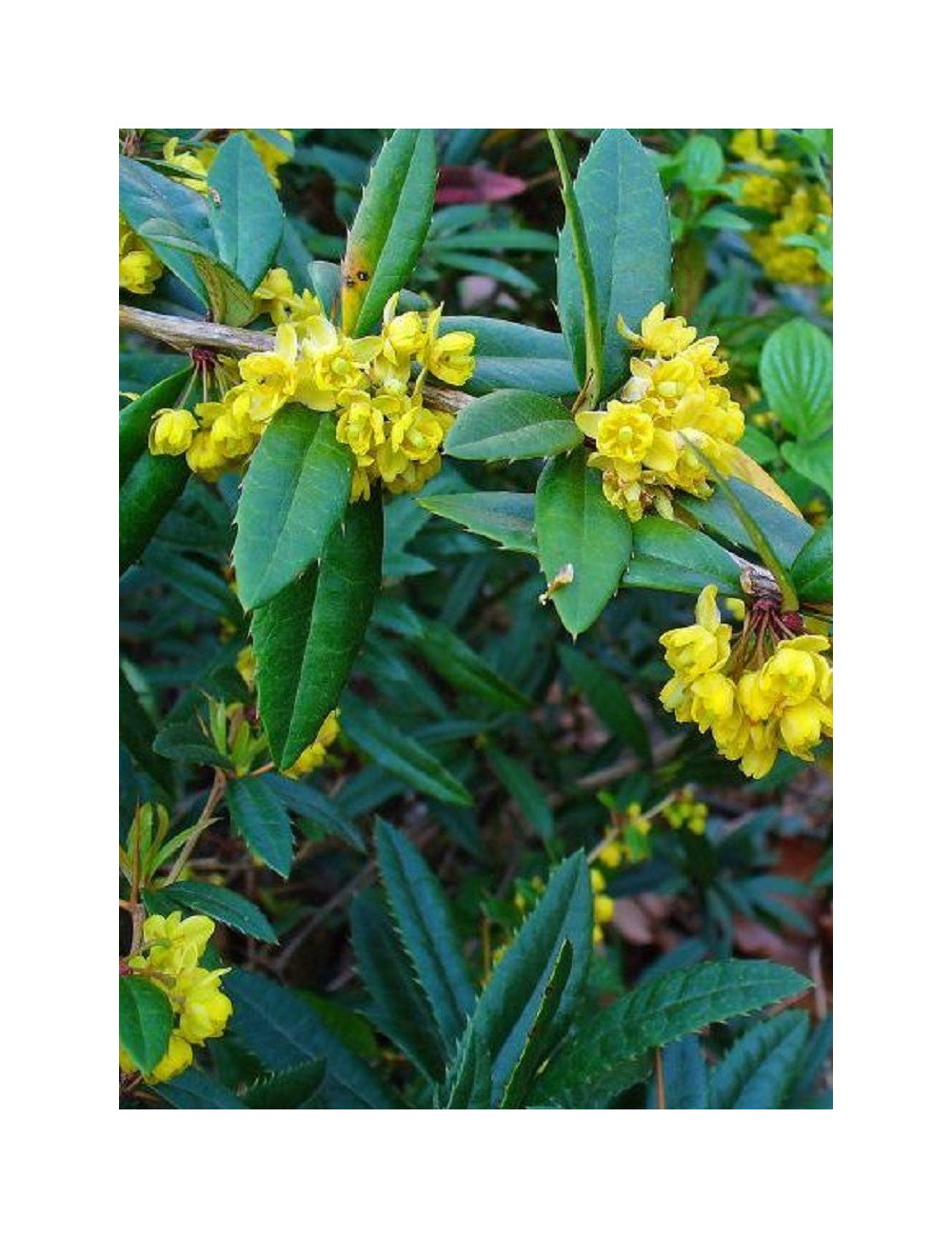 BERBERIS julianae