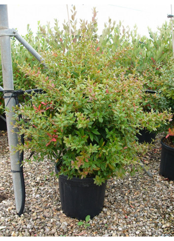 BERBERIS julianae En pot de 15-20 litres