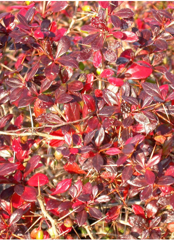 BERBERIS media RED JEWEL