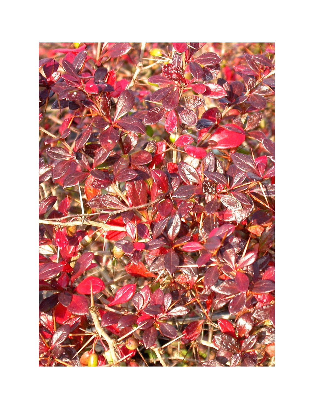 BERBERIS media RED JEWEL