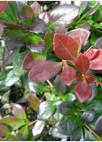 BERBERIS media RED JEWEL