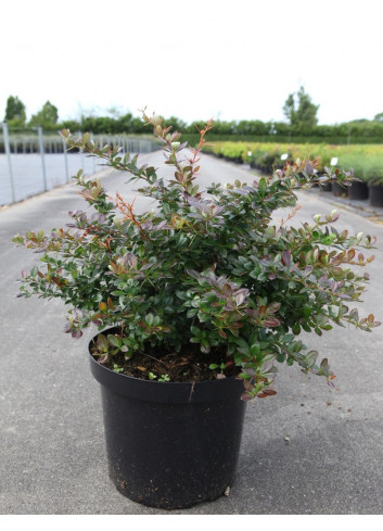 BERBERIS media RED JEWEL En pot de 10-12 litres