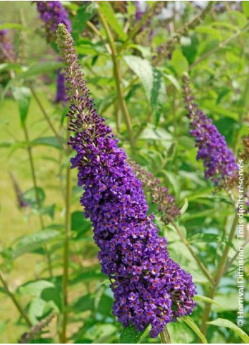 BUDDLEIA davidii EMPIRE BLUE