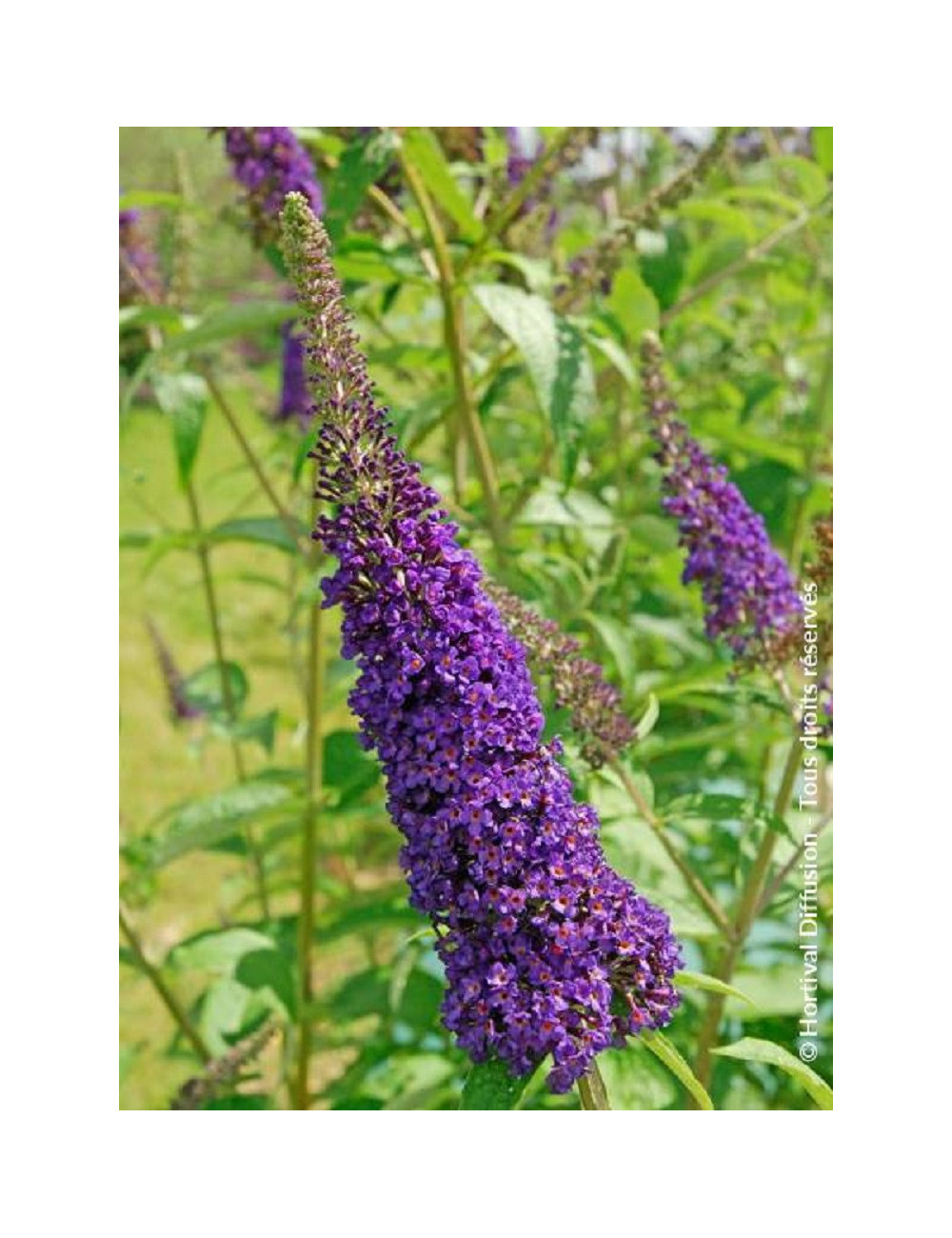 BUDDLEIA davidii EMPIRE BLUE