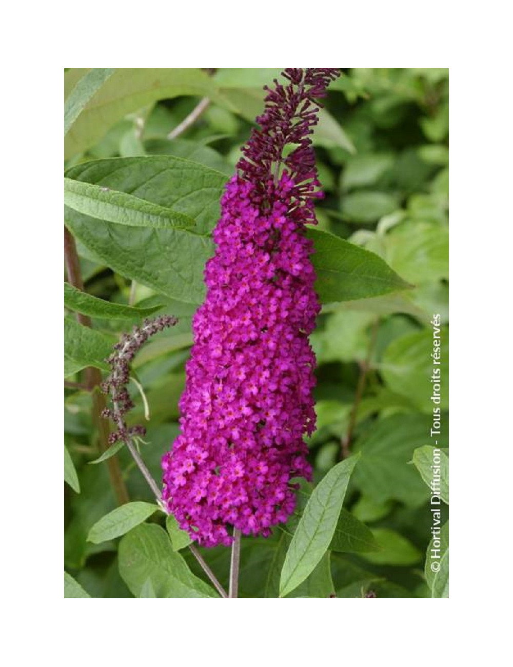 BUDDLEIA davidii ROYAL RED