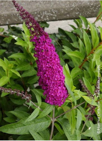 BUDDLEIA davidii ROYAL RED