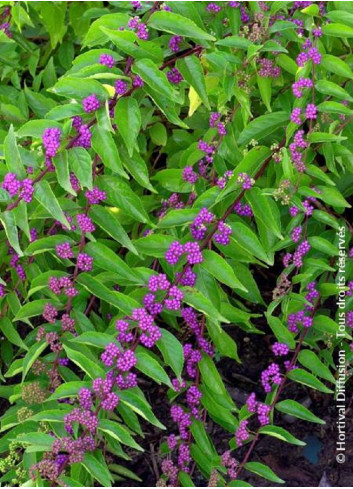 CALLICARPA dichotoma ISSAI