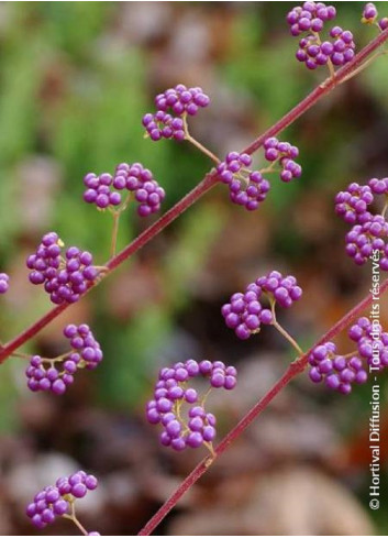 CALLICARPA dichotoma ISSAI