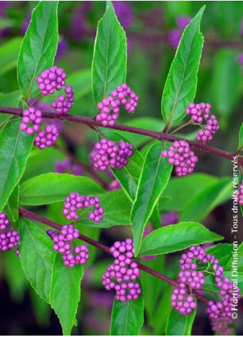 CALLICARPA dichotoma ISSAI