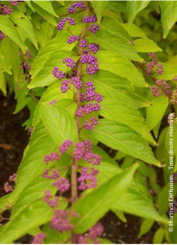 CALLICARPA dichotoma ISSAI