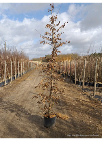 CARPINUS betulus En pot de 15-20 litres forme baliveau