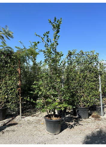 CARPINUS betulus En pot 35-50 litres forme cépée