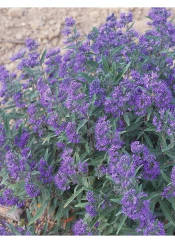 CARYOPTERIS clandonensis HEAVENLY BLUE