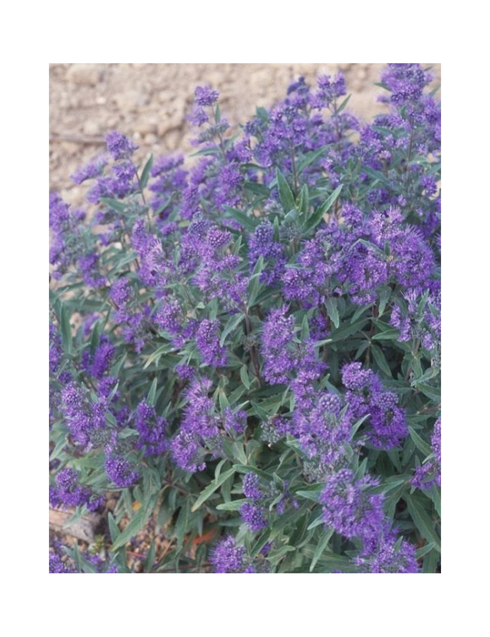 CARYOPTERIS clandonensis HEAVENLY BLUE