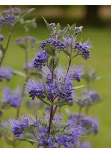 CARYOPTERIS clandonensis HEAVENLY BLUE