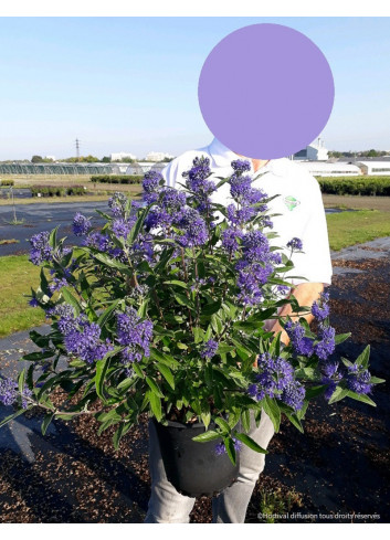 CARYOPTERIS clandonensis HEAVENLY BLUE En pot de 4-5 litres