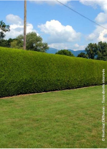 THUJA plicata ATROVIRENS