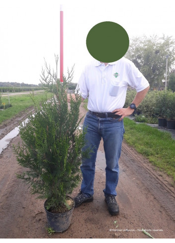 THUJA plicata ATROVIRENS En pot de 7-10 litres