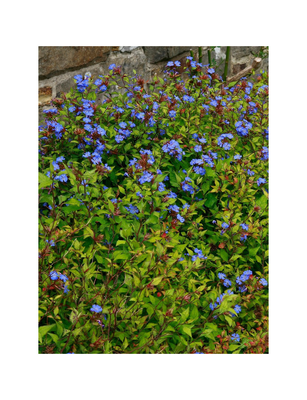 CERATOSTIGMA willmottianum