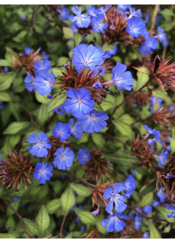 CERATOSTIGMA willmottianum