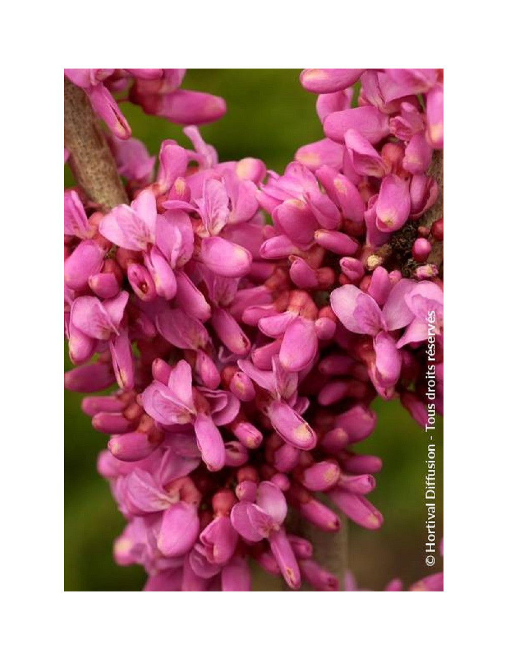 CERCIS chinensis AVONDALE