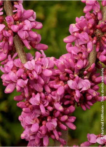 CERCIS chinensis AVONDALE