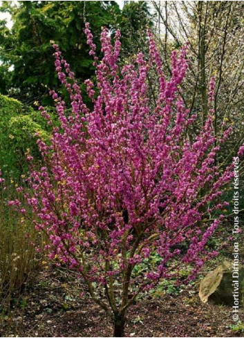 CERCIS chinensis AVONDALE