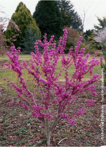 CERCIS chinensis AVONDALE