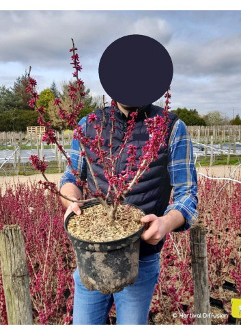 CERCIS chinensis AVONDALE En pot de 10-12 litres