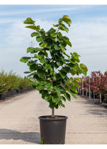 CERCIS chinensis AVONDALE En pot de 15-20 litres