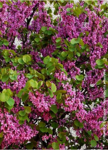 CERCIS siliquastrum