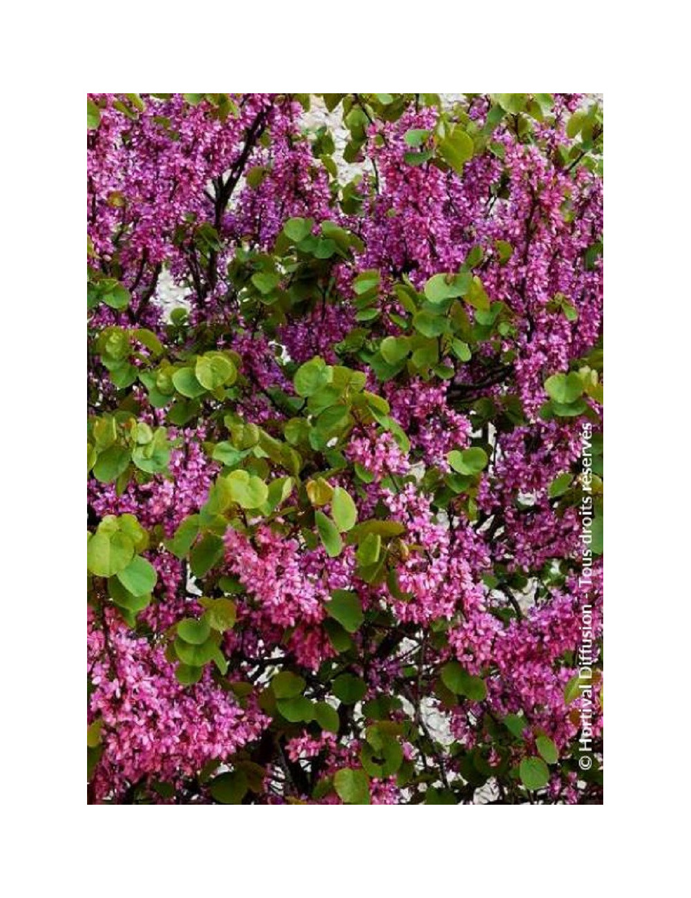 CERCIS siliquastrum