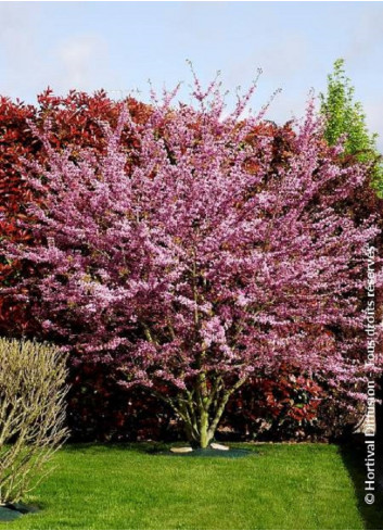 CERCIS siliquastrum