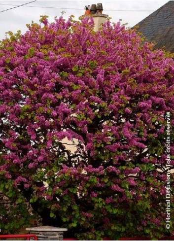 CERCIS siliquastrum